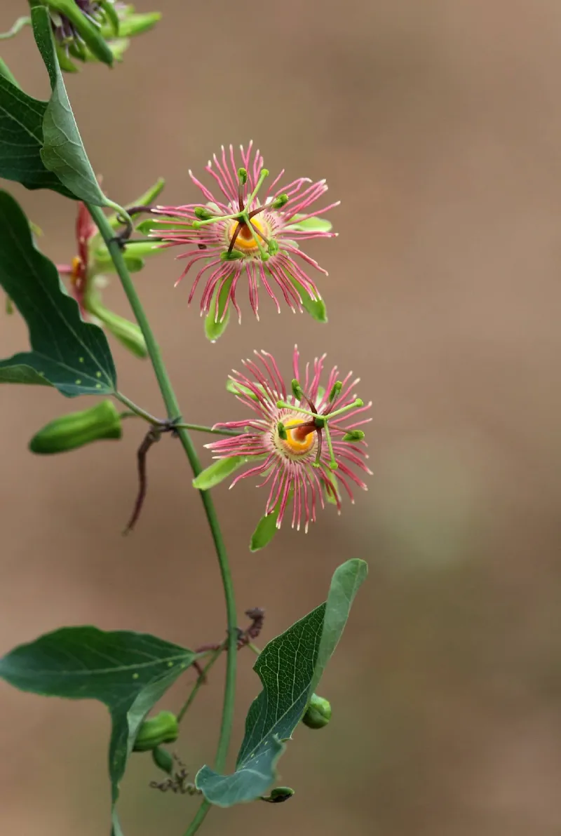 Consider Arizona passionflower if you want a native vine