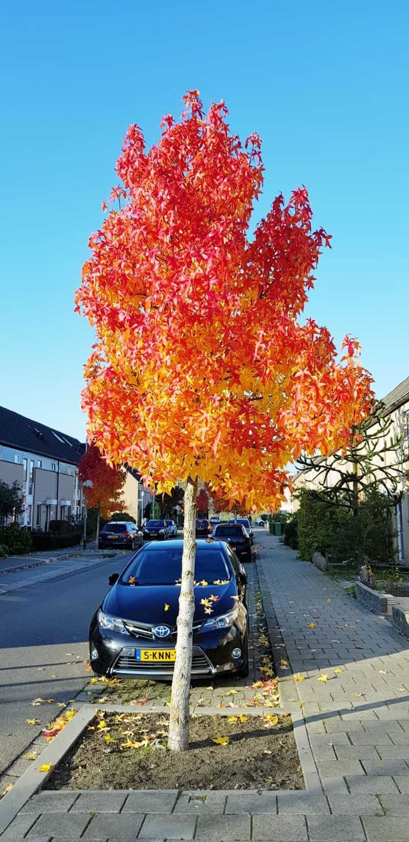 Consider Fruitless Varieties Or Tree Removal Consider Fruitless Varieties Or Tree Removal