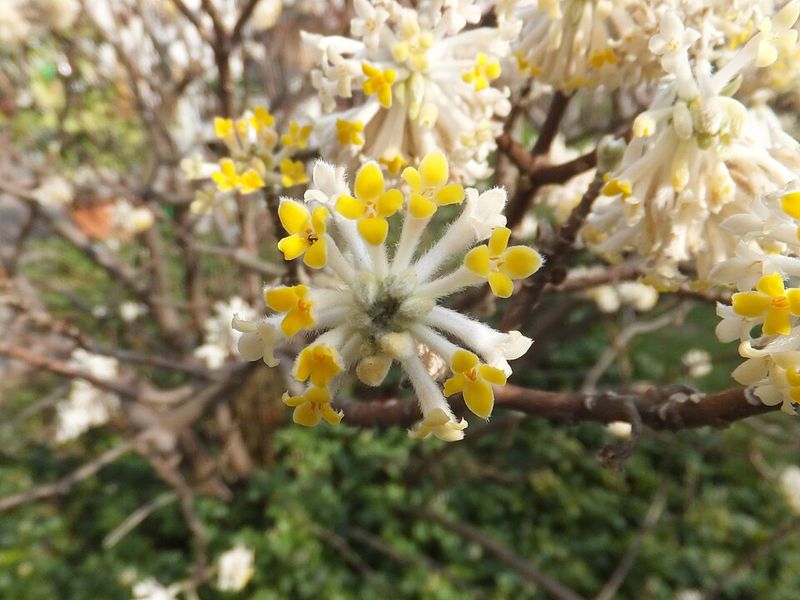 Consistent Moisture Helps Paperbush Through Dry Periods Consistent Moisture Helps Paperbush Through Dry Periods