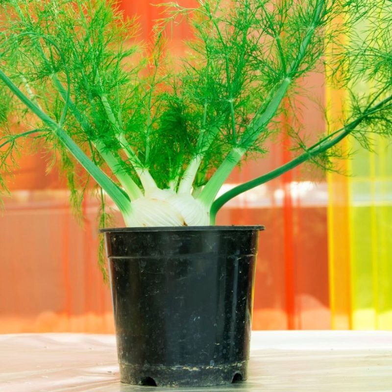 Container Growing Keeps Fennel Contained