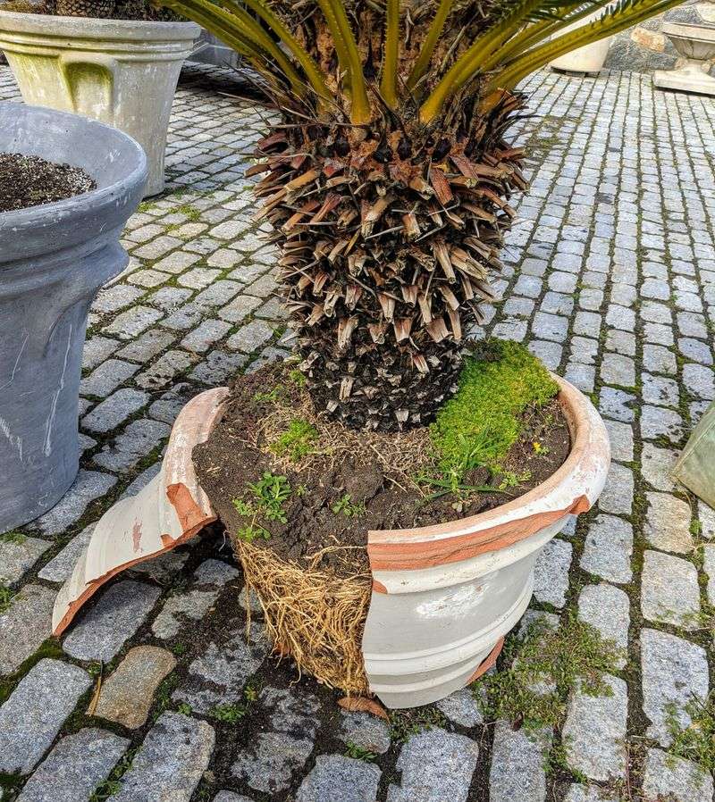Container-Grown And Field-Dug Palms Have Different Transplanting Needs