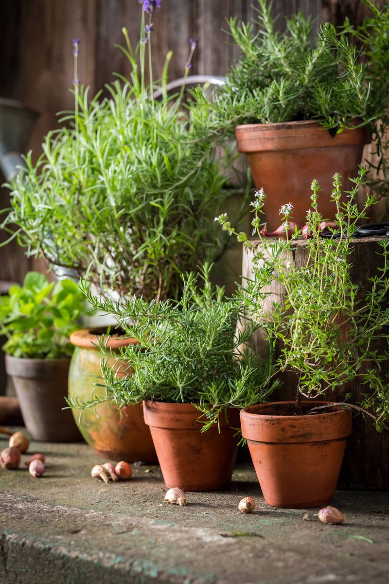 Container Plants Need A Different Routine Than Garden Beds