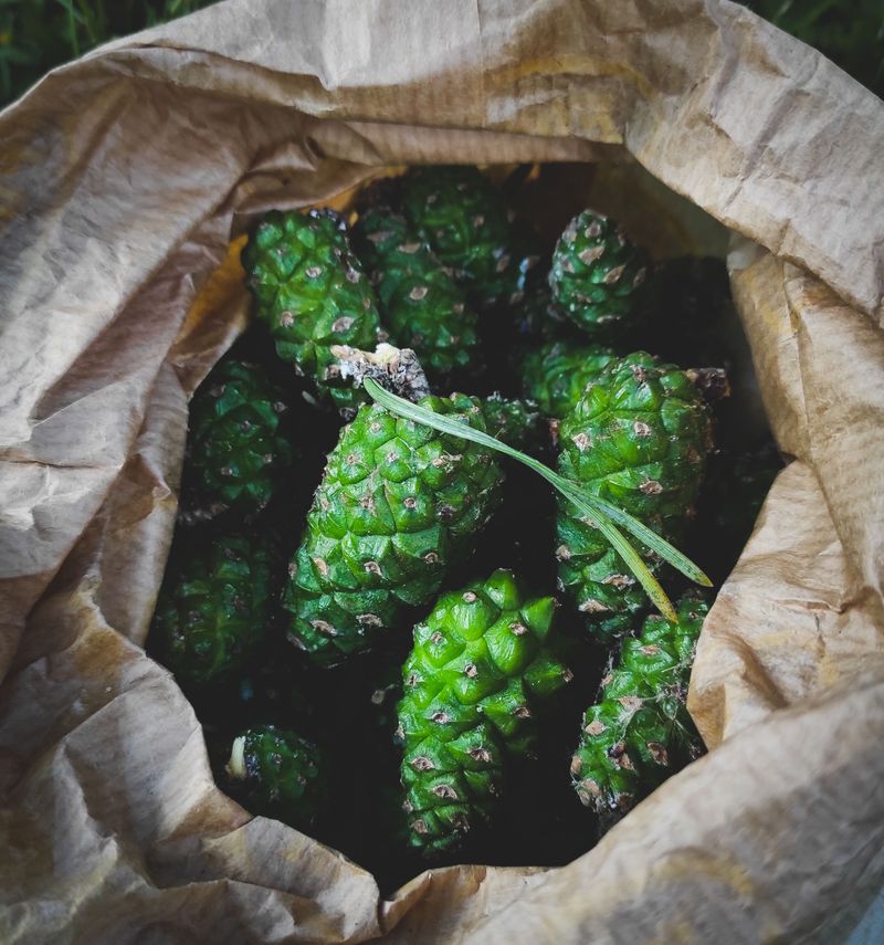 Cook Up A Sweet Pine Cone Syrup Cook Up A Sweet Pine Cone Syrup