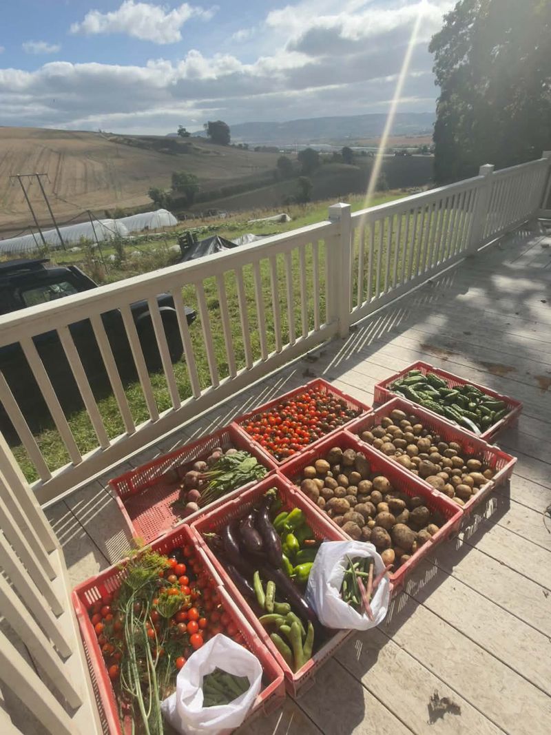 Cool And Store The Harvest Quickly