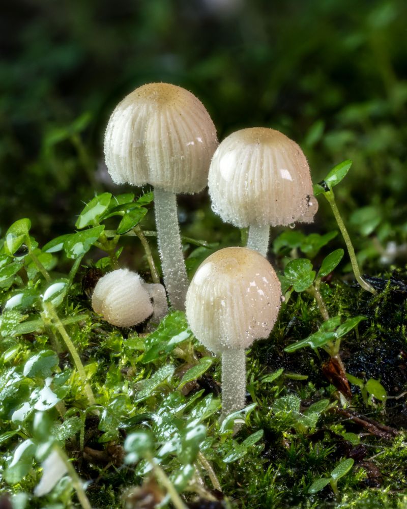 Cool Fall Rain Gives Spores A Drink