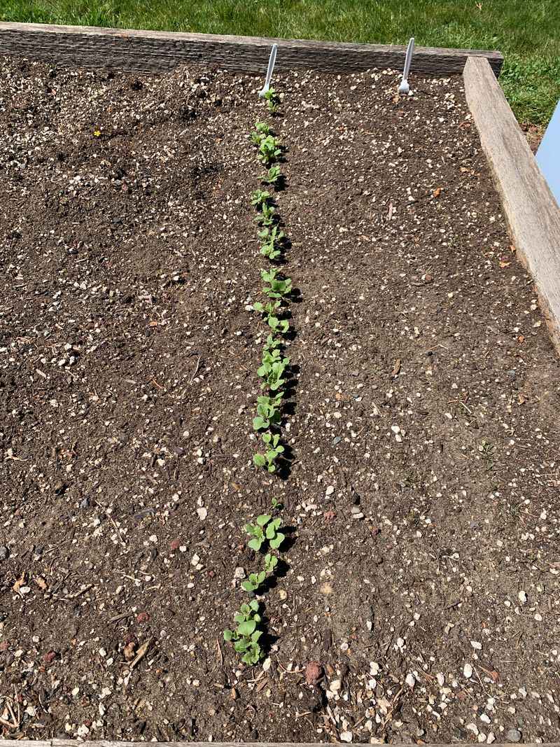 Cool Fall Weather And Shorter Days Slow Growth Cool Fall Weather And Shorter Days Slow Growth