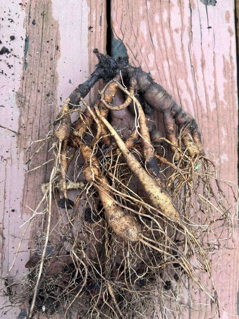 Cool Missouri Soil Sets The Perfect Window