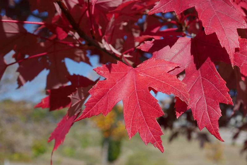 Cool Nights Can Make Red Colors More Intense Cool Nights Can Make Red Colors More Intense