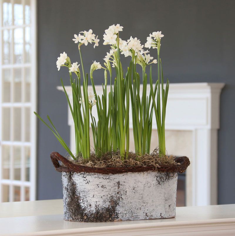 Cool Rooms Make Blooms Last Longer