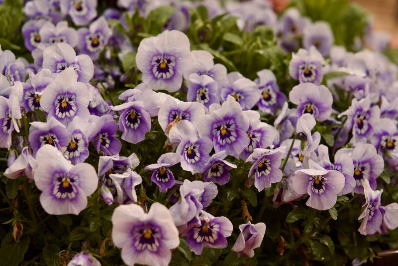 Cool Season Annuals Are Built For Mild Weather