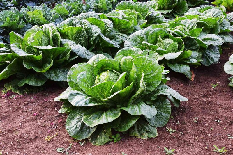 Cool-Season Crops Get Sweeter Cool-Season Crops Get Sweeter