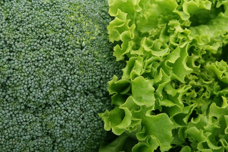 Cool-Season Crops Like Lettuce And Broccoli Fill The Winter Garden Cool-Season Crops Like Lettuce And Broccoli Fill The Winter Garden