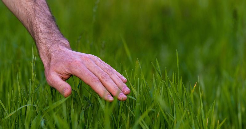Cool-Season Fescue Loves Blue Ridge Virginia In Fall Cool-Season Fescue Loves Blue Ridge Virginia In Fall