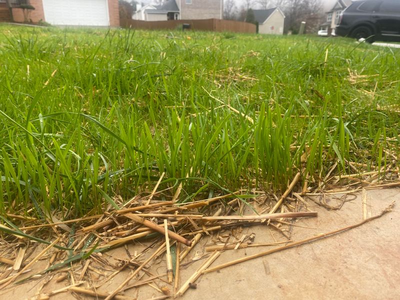 Cool-Season Grass Is Still Busy Below The Surface This Month