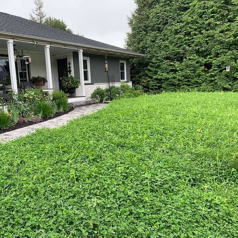 Cool-Season Lawns Are Generally A Better Match For Microclover Cool-Season Lawns Are Generally A Better Match For Microclover