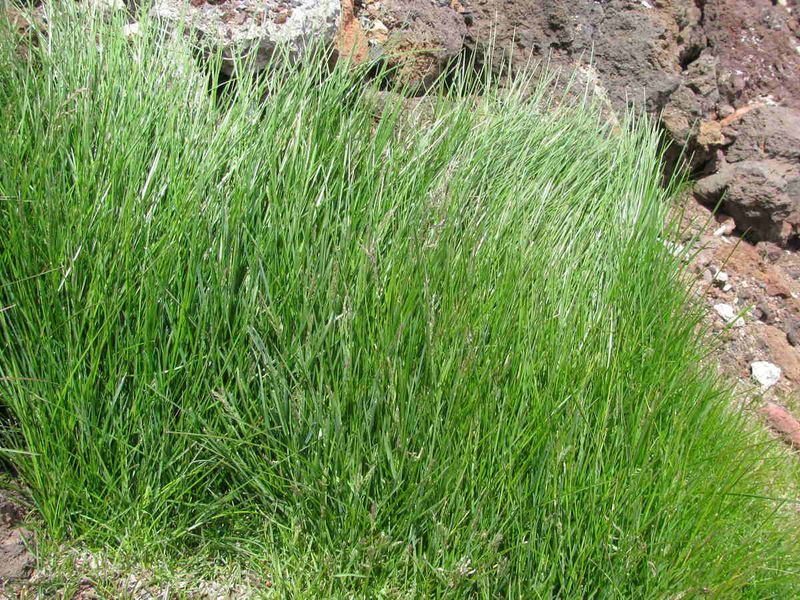 Cool-Season Lawns Respond Best During Active Fall Growth