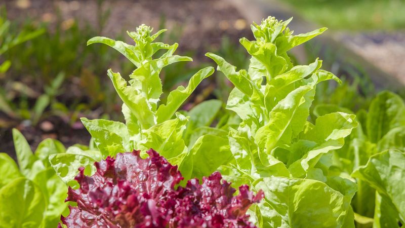 Cool Season Seedlings Wilt Or Bolt