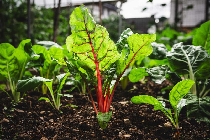 Cool-Season Vegetables Ready For Fall Planting