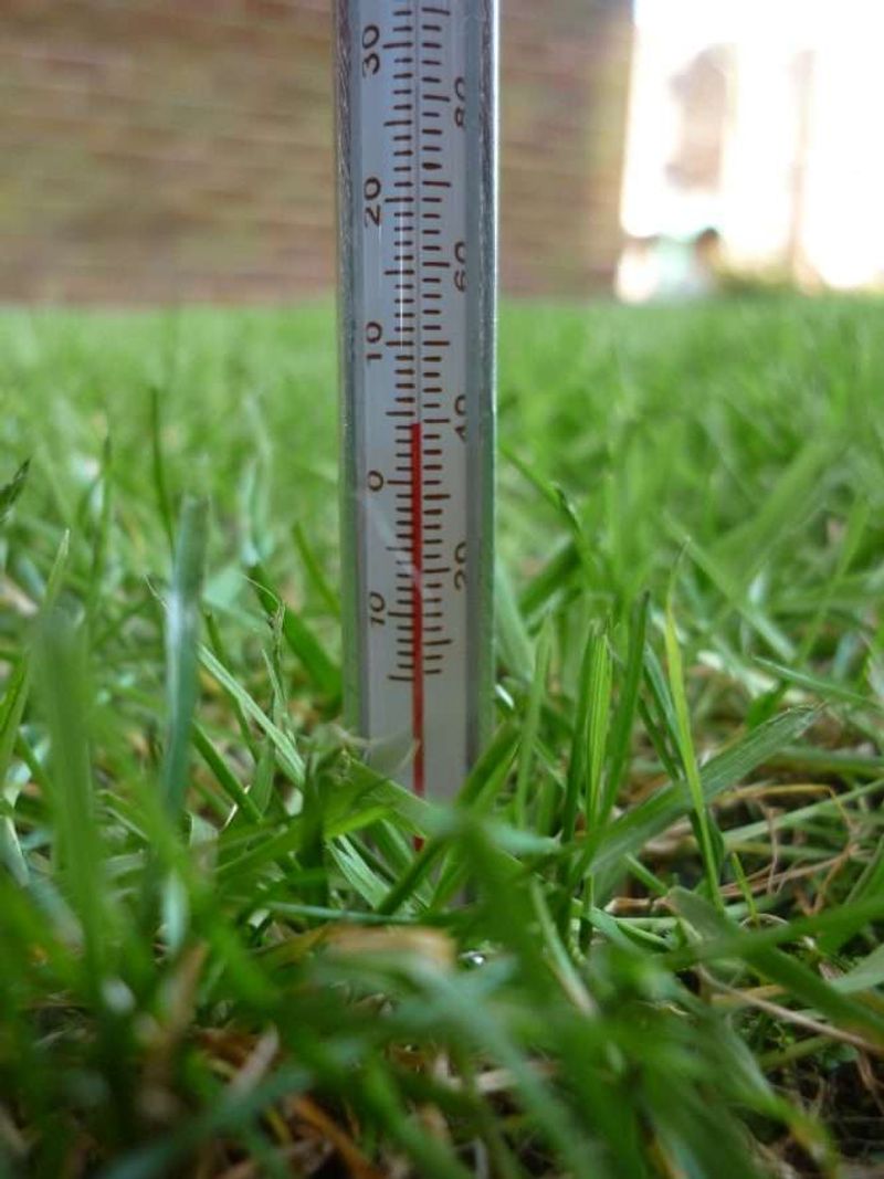 Cool Shady Soil Slows Germination