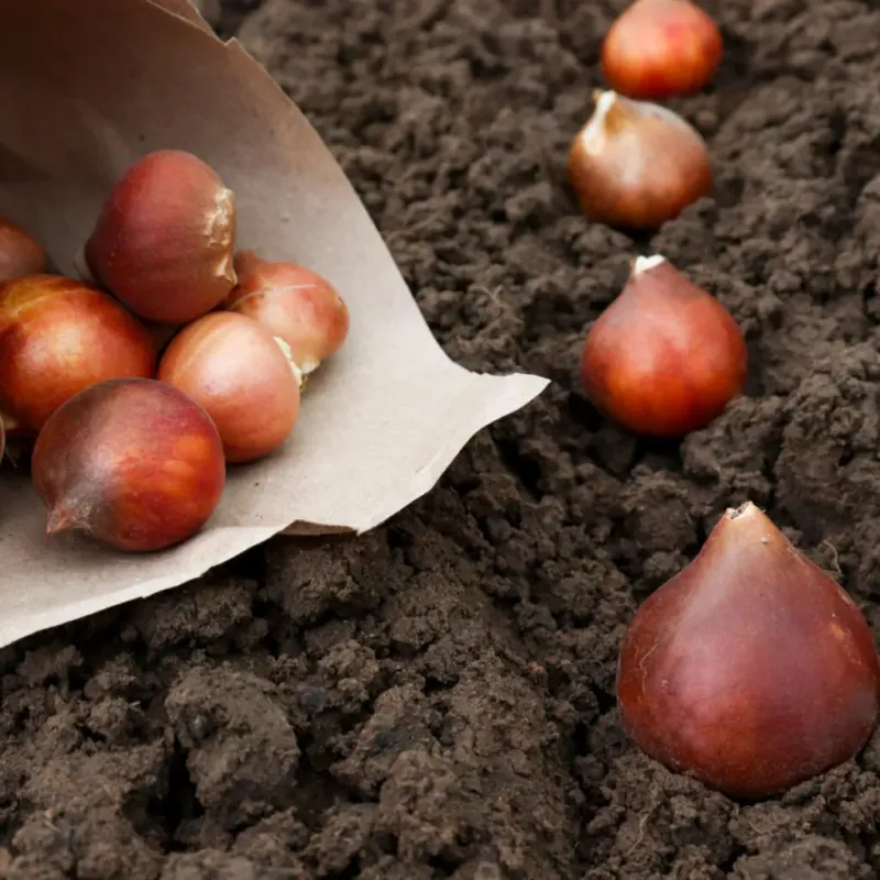 Cool Soil Gives Roots A Head Start
