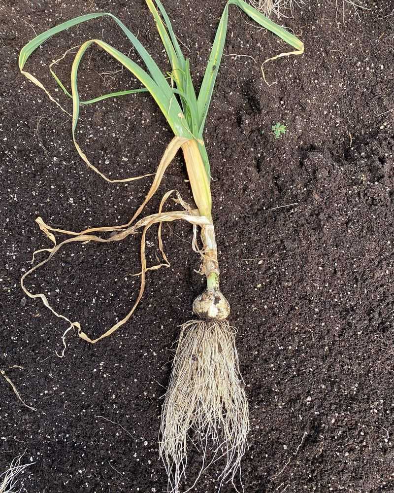 Cool Soil Helps Roots Grow Before Winter Cool Soil Helps Roots Grow Before Winter