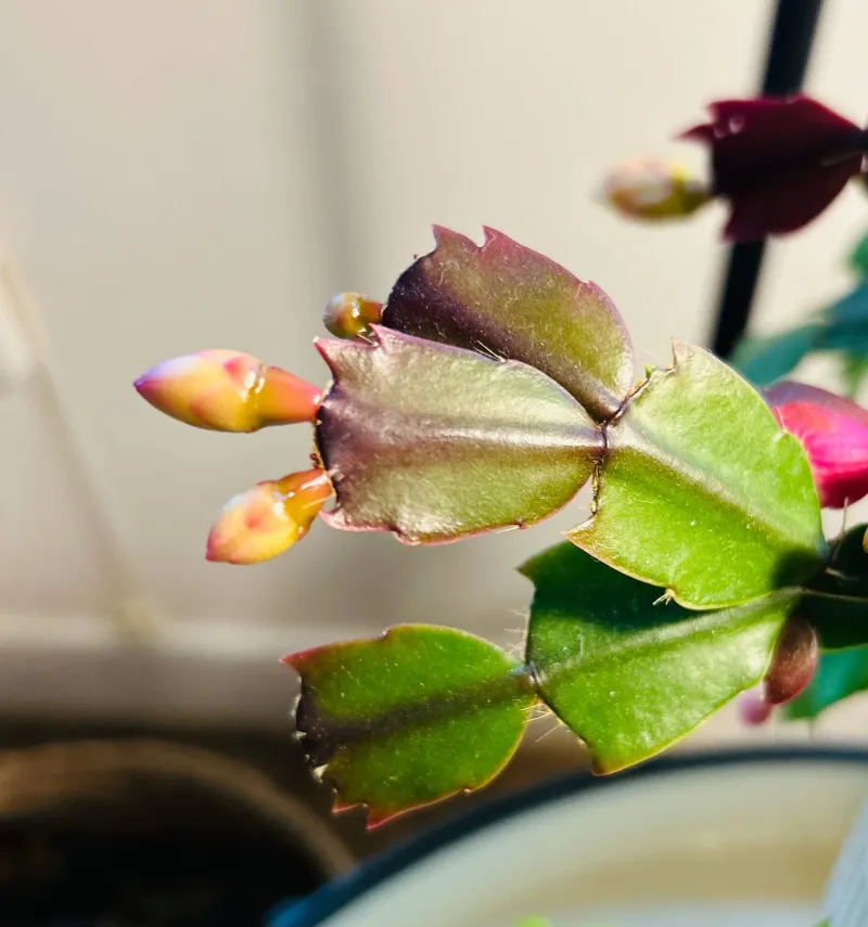 Cool Temperatures Help Buds Set Cool Temperatures Help Buds Set