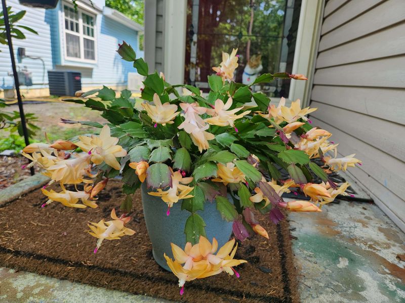 Cool Virginia Nights Can Nudge Your Holiday Cactus Into Bloom Cool Virginia Nights Can Nudge Your Holiday Cactus Into Bloom