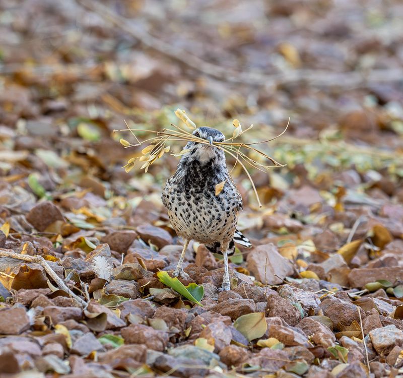 Cool weather may prompt nest repairs or new building