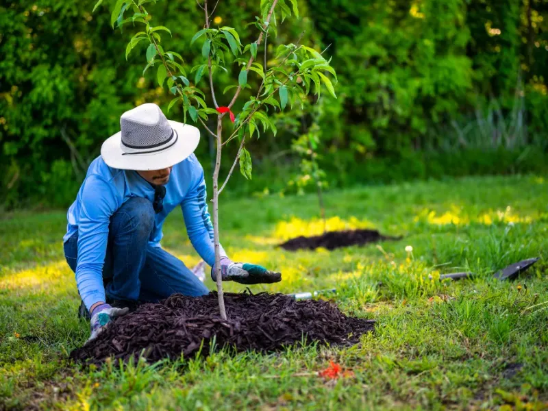 Cooler Days Give Roots A Head Start