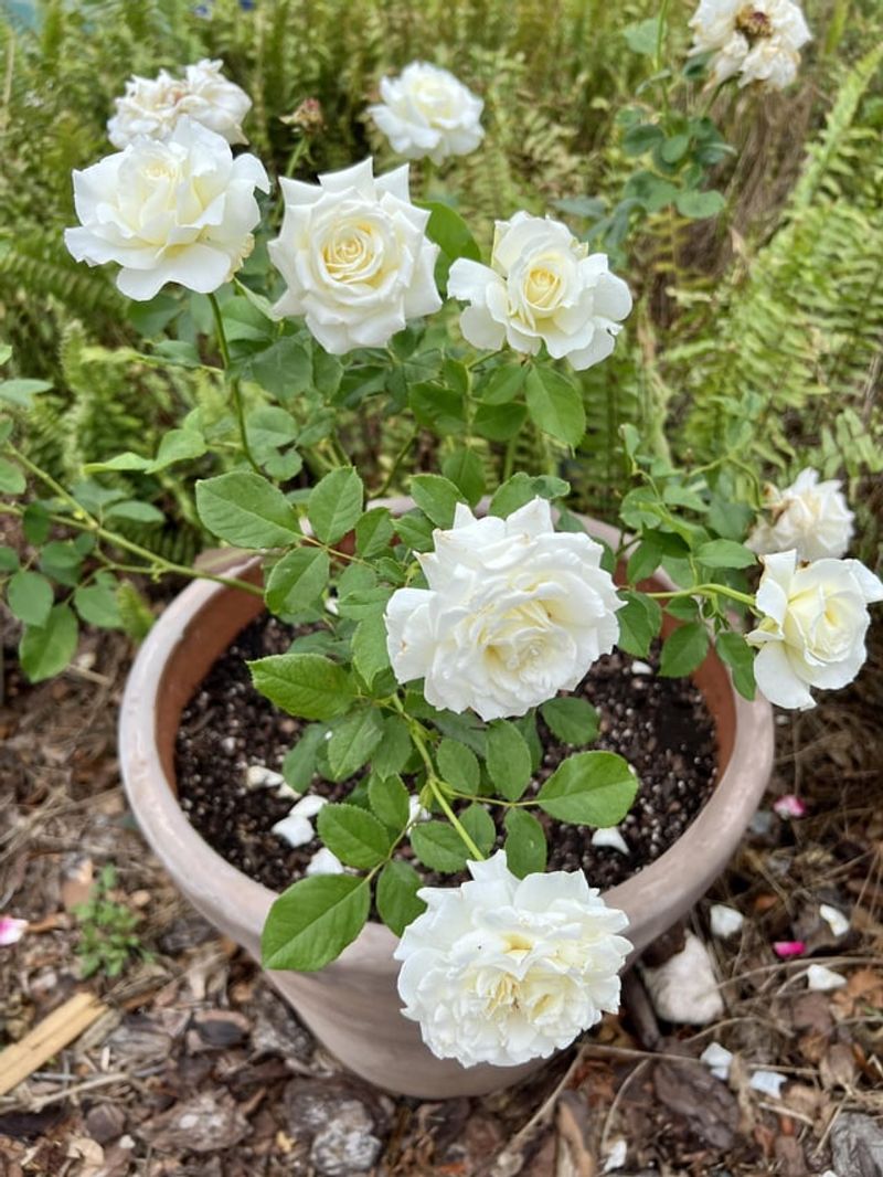 Cooler Fall Weather Can Bring Another Round Of Rose Blooms
