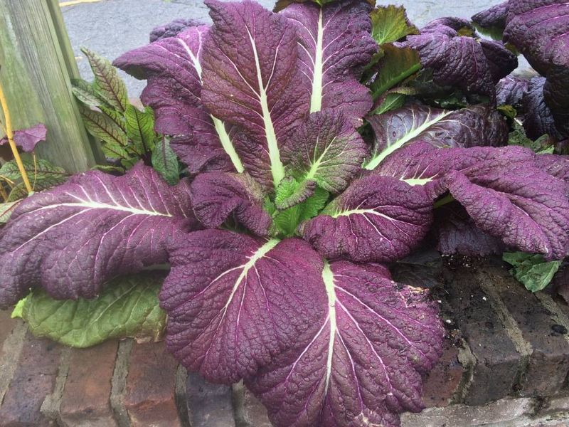 Cooler Fall Weather Creates Better Conditions For Leafy Growth