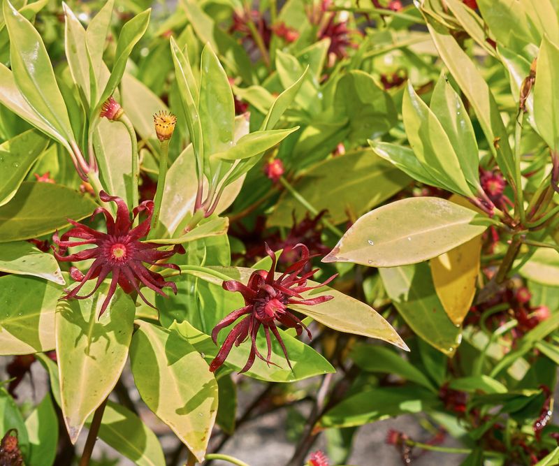 Cooler Fall Weather Gives New Plantings Time To Establish Cooler Fall Weather Gives New Plantings Time To Establish