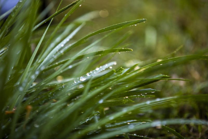 Cooler Nights Cut Plant Water Needs Cooler Nights Cut Plant Water Needs