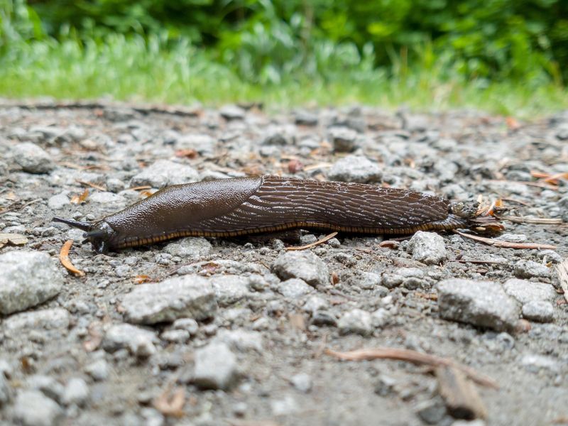 Cooler Nights Feel Just Right For Slugs Cooler Nights Feel Just Right For Slugs