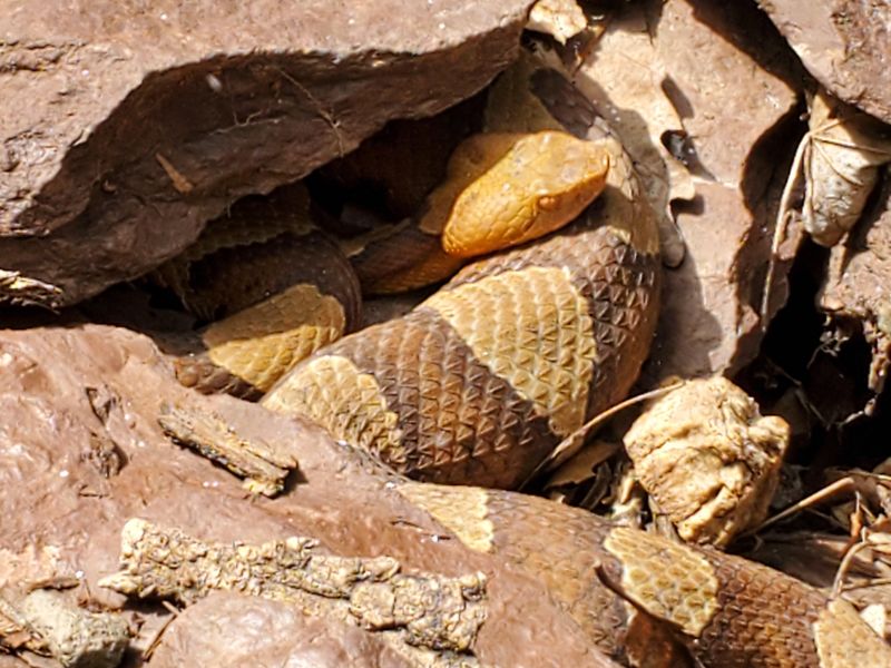 Cooler Nights Push Snakes Toward Shared Winter Shelters Cooler Nights Push Snakes Toward Shared Winter Shelters