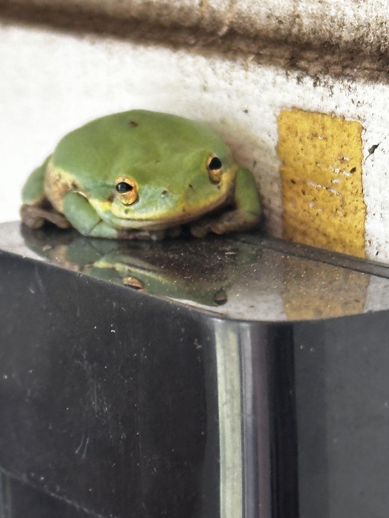 Cooler Nights Send Tree Frogs Looking For Protected Places Cooler Nights Send Tree Frogs Looking For Protected Places