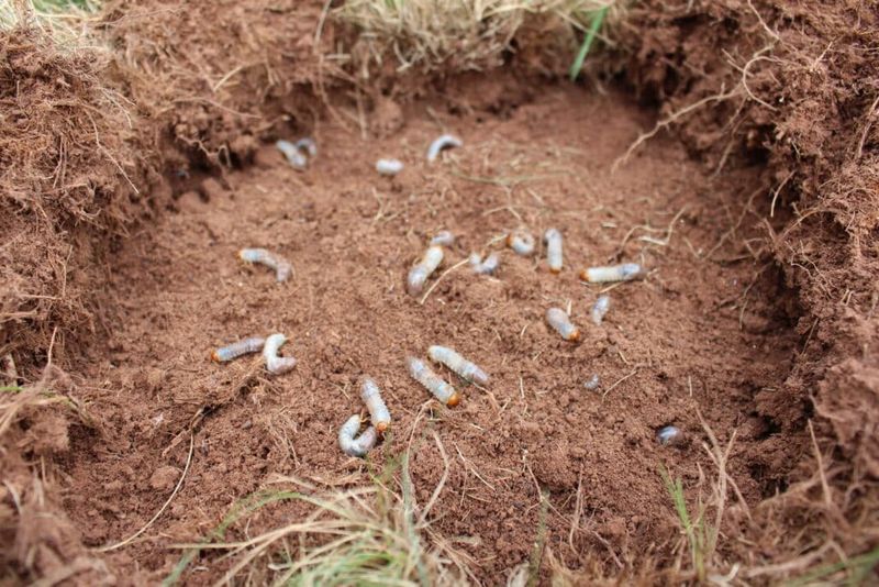 Cooler October Soil Sends Grubs Deeper Cooler October Soil Sends Grubs Deeper