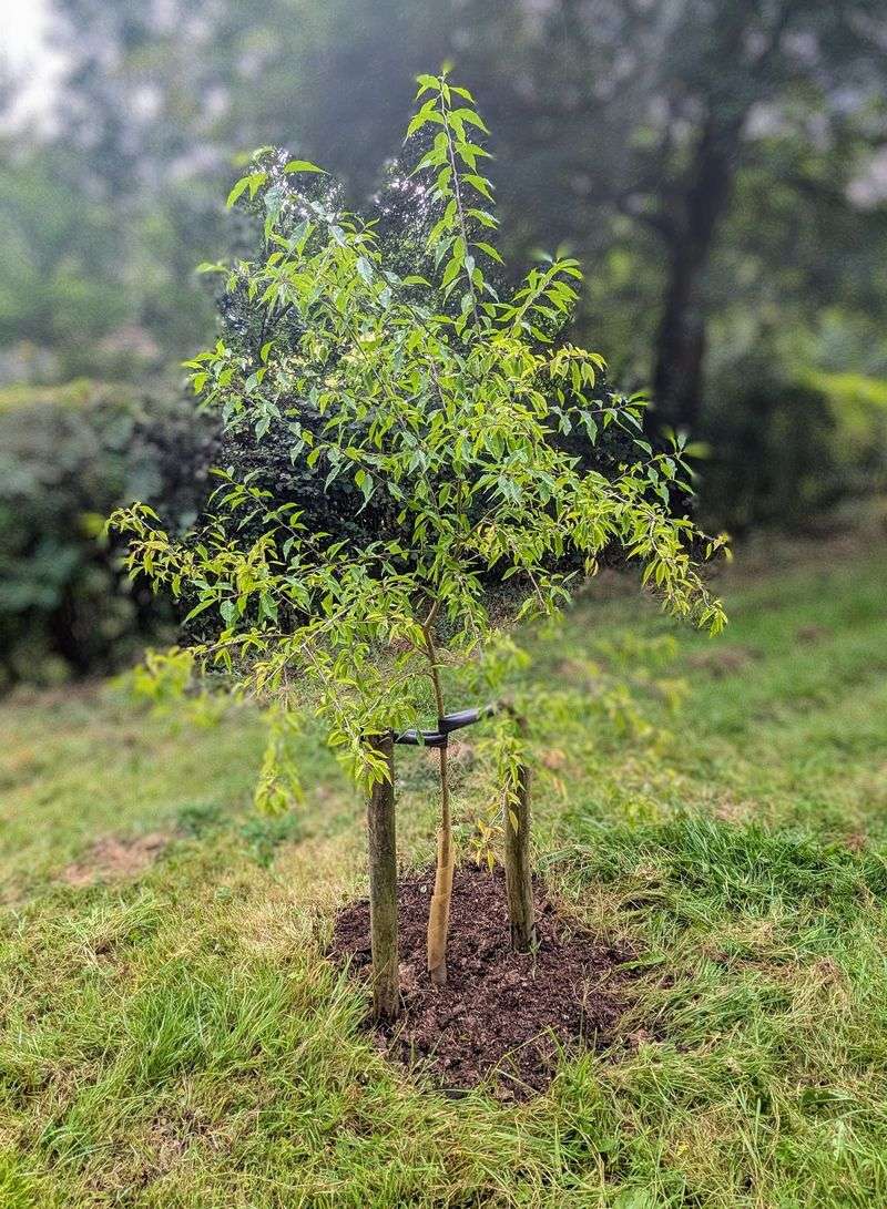 Cooler Temperatures Mean Less Watering