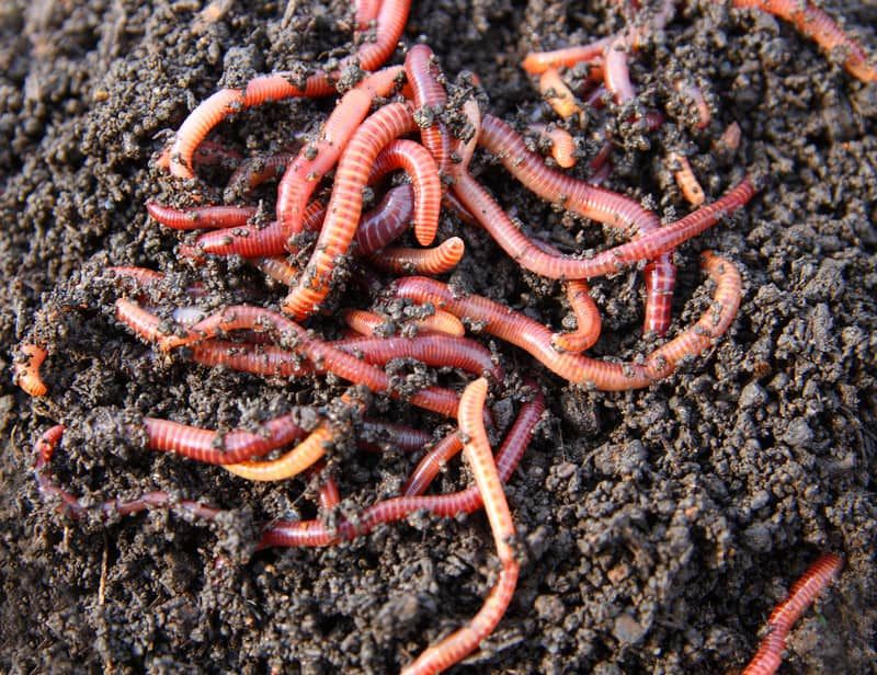 Cooler Temperatures Wake Up Soil Life Cooler Temperatures Wake Up Soil Life