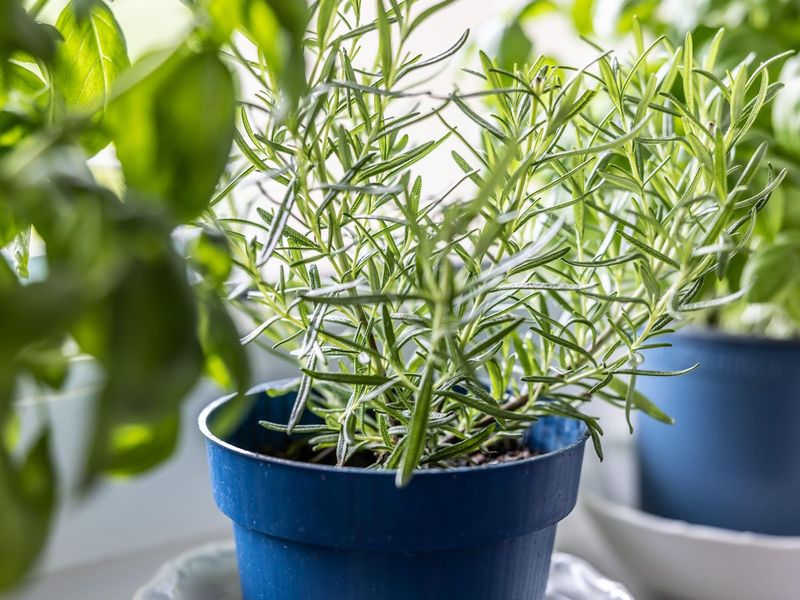 Cooler Weather Changes What Rosemary Needs