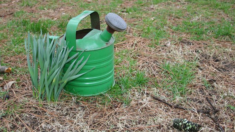 Cooler Weather Means Your Lawn Needs Less Water