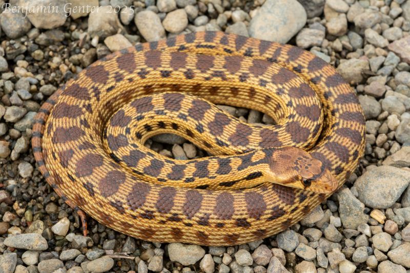 Cooler Weather Sends Snakes Seeking Shelter Cooler Weather Sends Snakes Seeking Shelter
