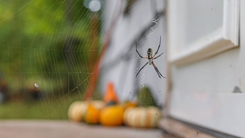 Cooler Weather Sends Some Spiders Seeking Shelter Cooler Weather Sends Some Spiders Seeking Shelter