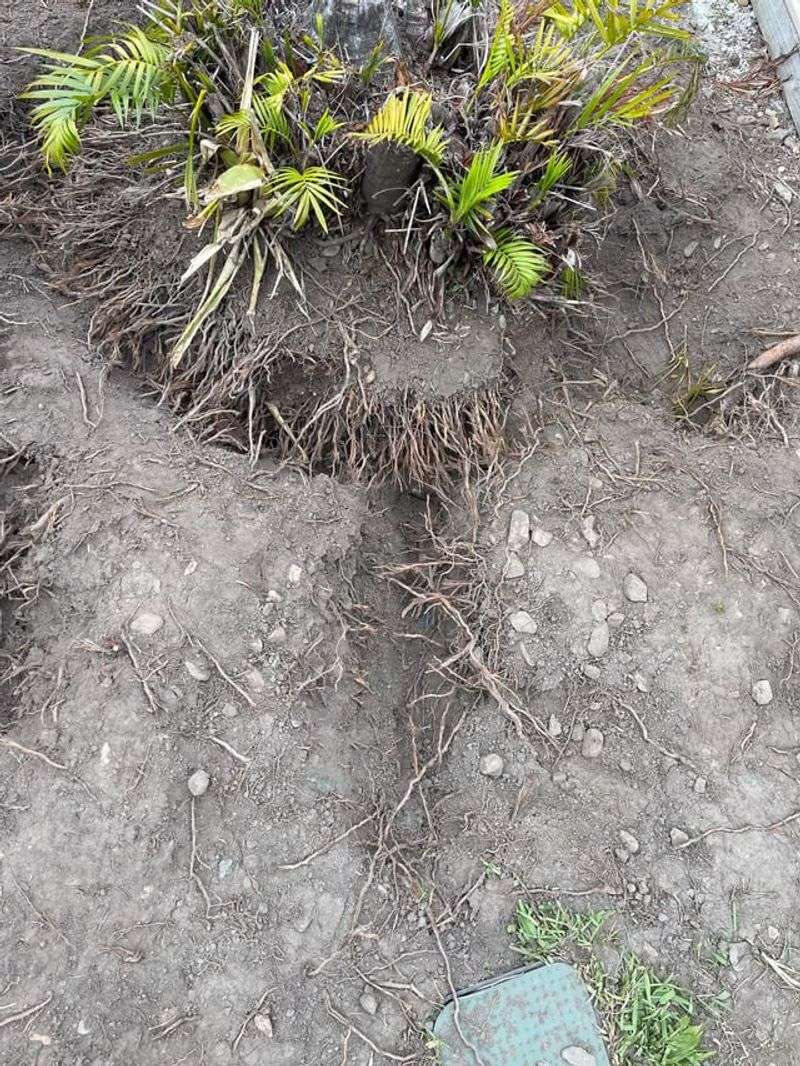 Cooling Fall Soil Gives New Roots Little Time To Spread