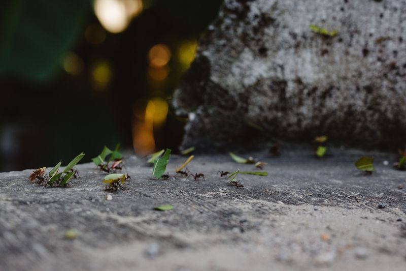 Cooling Soil Sends Them To Warm Pavers