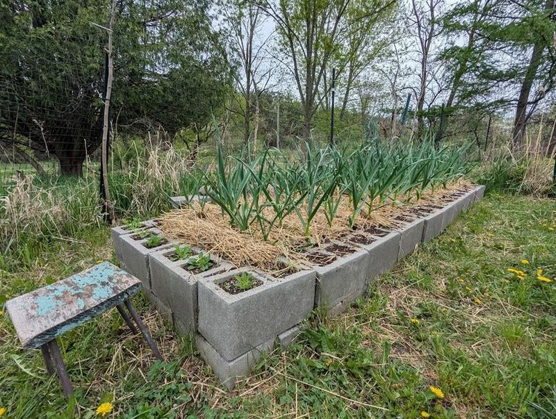 Cooling Soil Signals Roots To Grow Cooling Soil Signals Roots To Grow
