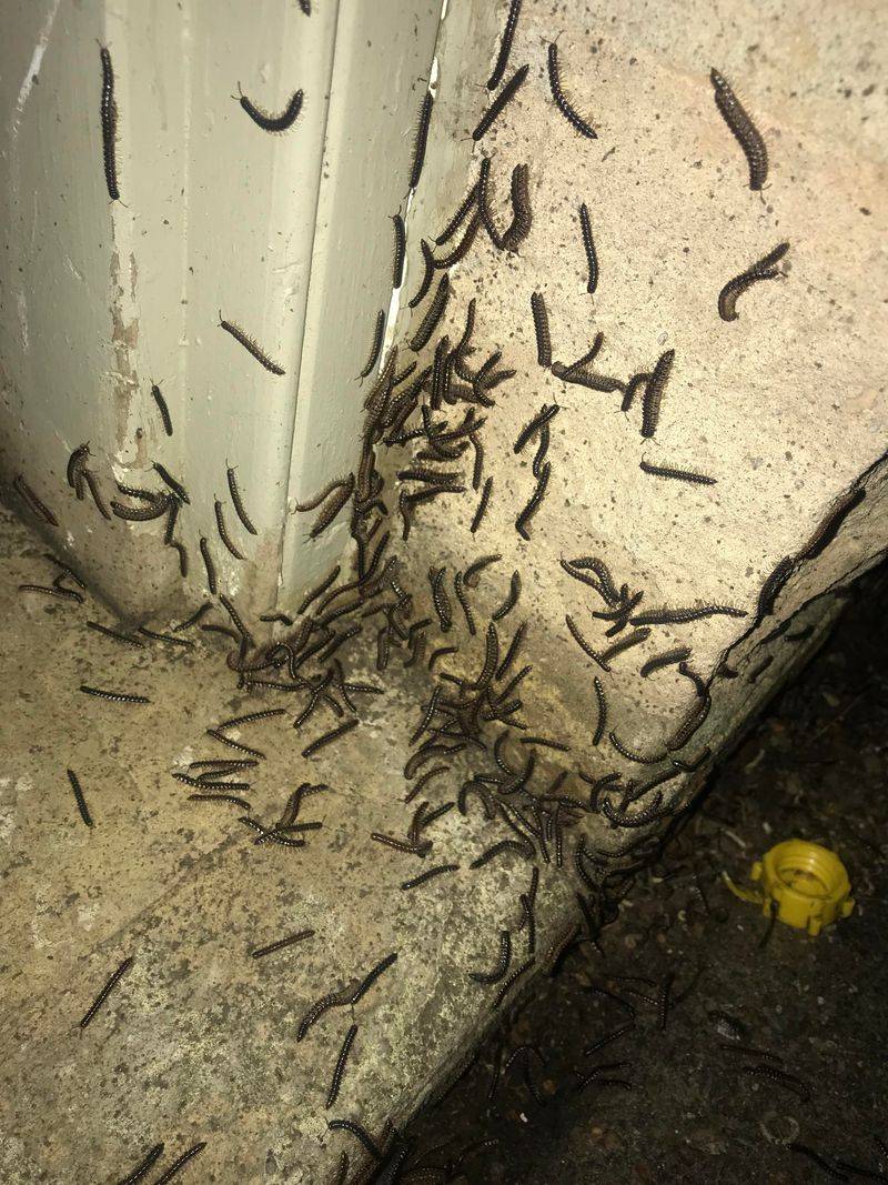 Cooling Weather Can Send Millipedes Wandering Toward Garages