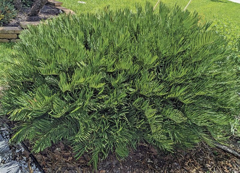 Coontie Coontie