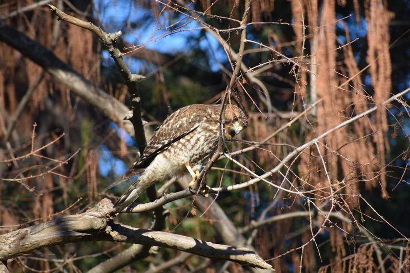 Cooper's Hawks Ambush From Cover Cooper's Hawks Ambush From Cover