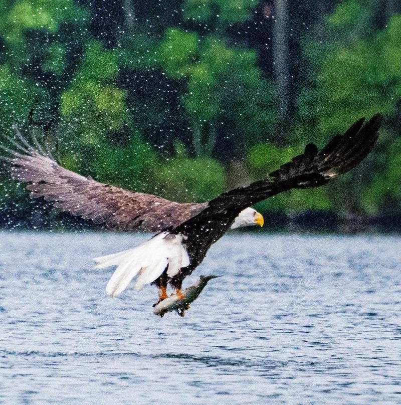 Coots And Other Waterfowl Become Key Food During Nesting